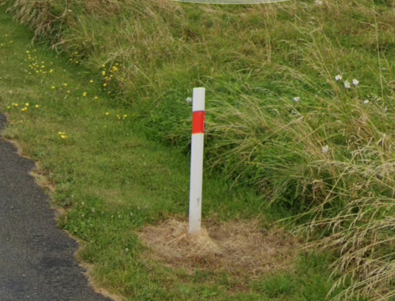 A New Zealand Red Stripe in the wild.