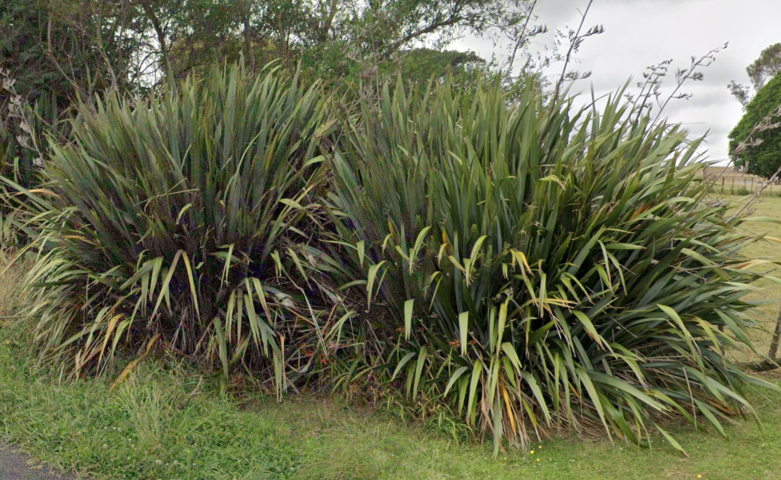 A big bushy New Zealand flax in Manawatu-Whanganui region